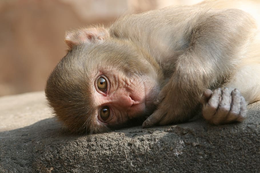reclining monkey, child monkey, india, animal themes, mammal HD wallpaper