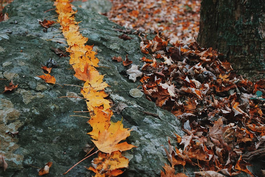 fall, autumn, change, plant part, leaf, nature, dry, day, no people HD wallpaper
