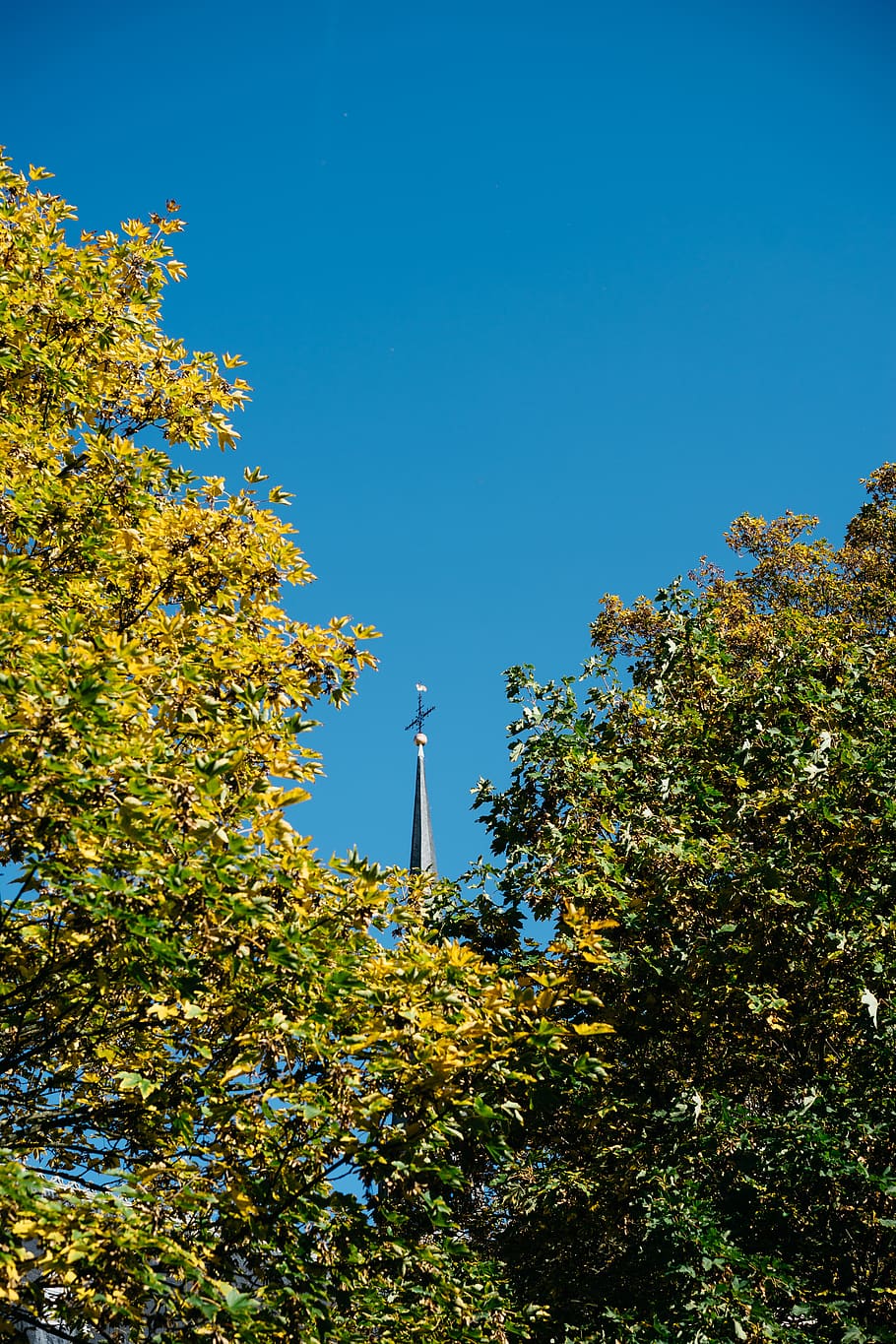 Towering trees