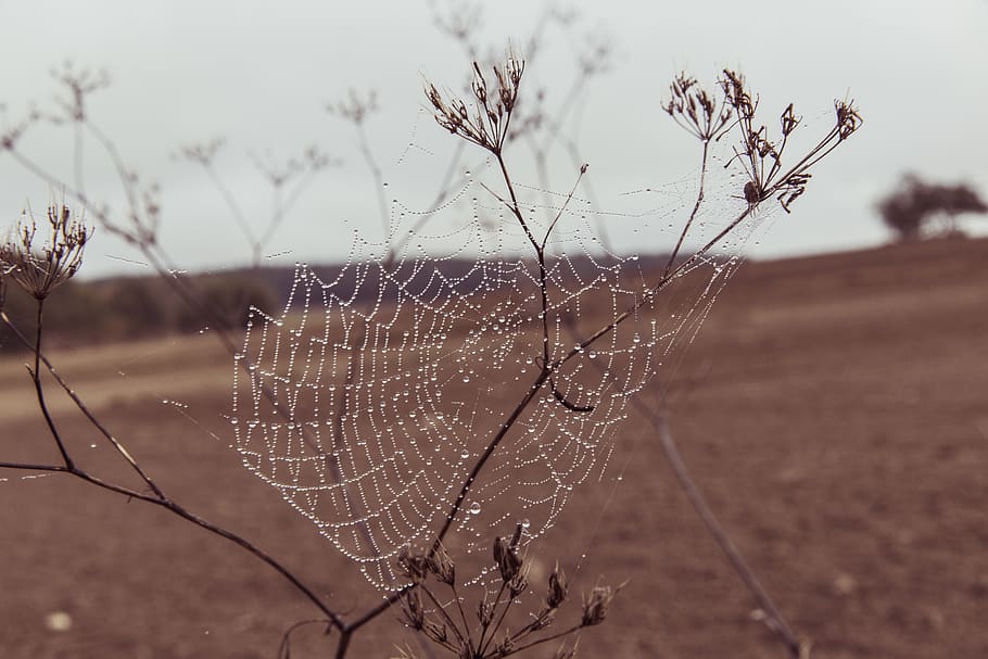 spider, web, grass, wet, outdoor, nature, field, sky, blur HD wallpaper