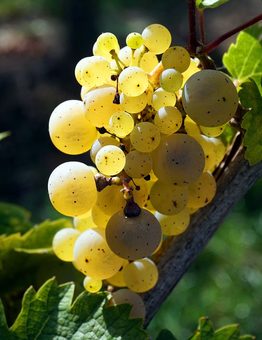 grape, white, wine, vine, grapes, winegrowing, growth, plant HD wallpaper