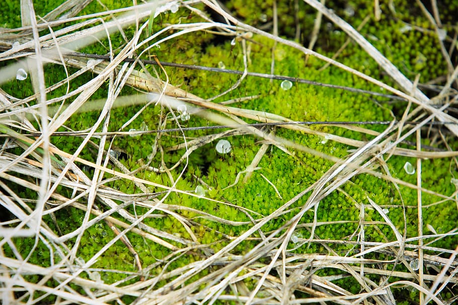 macro, spring, hail, moss, closeup, forest, ice, plant, nature HD wallpaper