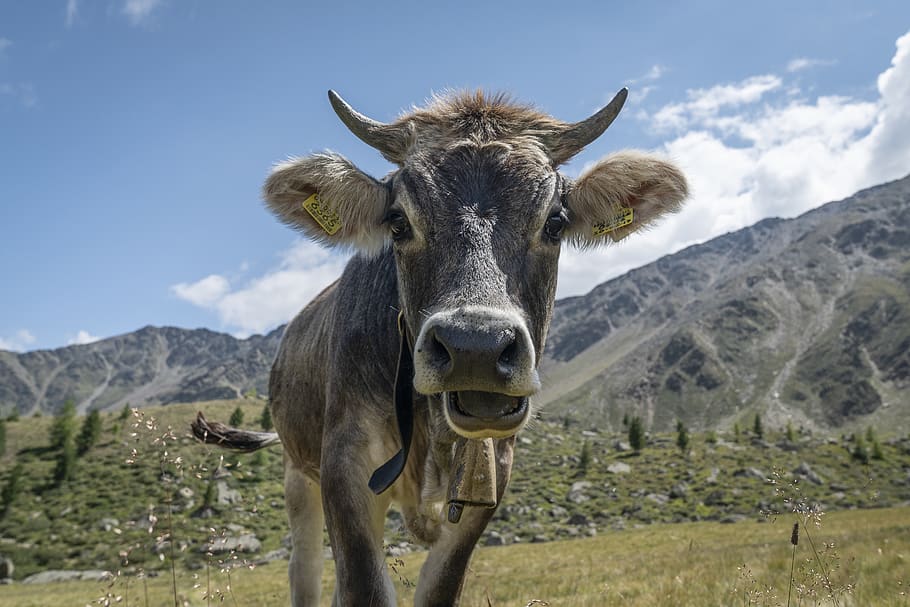 gray cow on grass, mammal, animal themes, domestic animals, mountain HD wallpaper