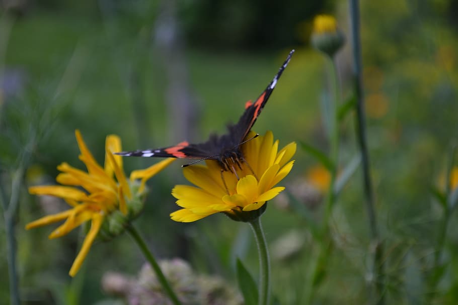 butterfly, nature, insect, wing, bloom, insects, flowering plant HD wallpaper