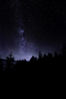pine trees under starry sky, forest, dark, nature, landscape HD wallpaper
