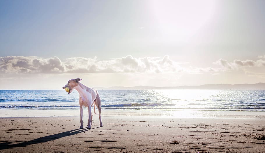 dog, beach, ball, playing, sand, sea, water, ocean, blue, pet HD wallpaper