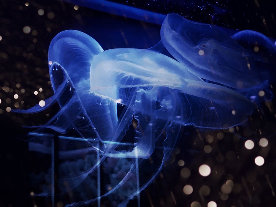 blue, jellyfish, water, animal themes, animals in the wild HD wallpaper