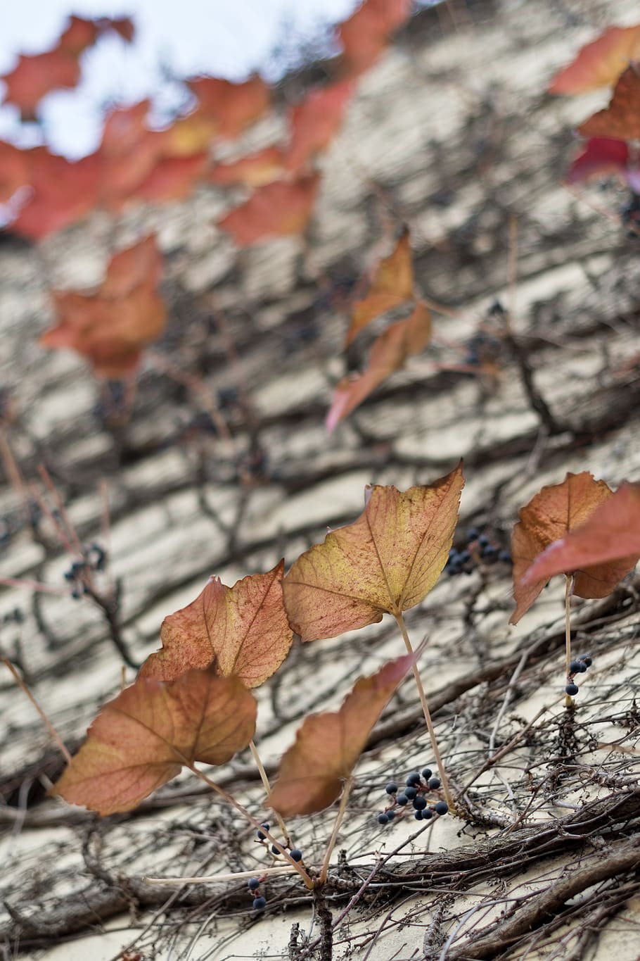 leaves, red, wall, autumn, fall, plant part, leaf, change, close-up HD wallpaper