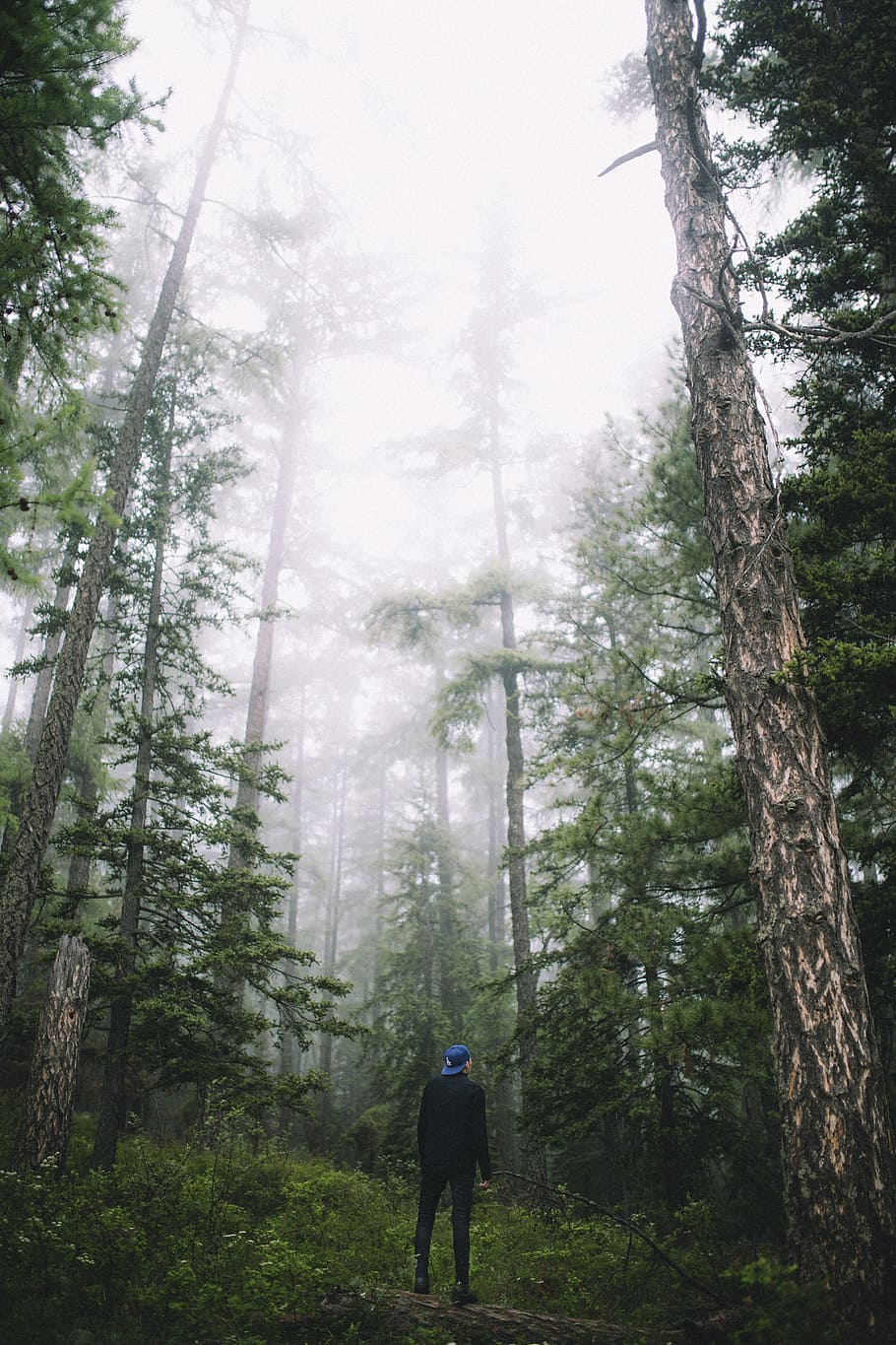 Breathe forest. Человек в лесу. Дышащий лес. Изучение в лесу. Квебекский лес дышит.