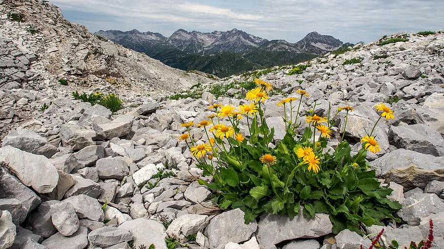 flowers, rock, mountain, flowering plant, beauty in nature HD wallpaper