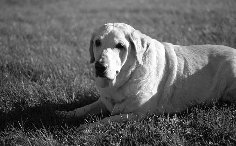 one animal, animal themes, pets, domestic, domestic animals HD wallpaper