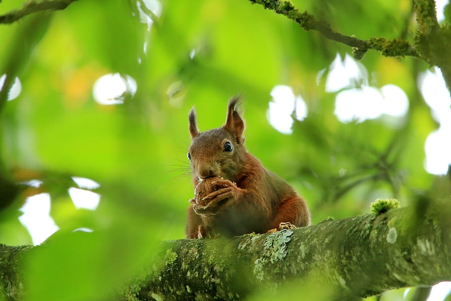 squirrel, eat, walnut, tree, green, animal wildlife, animal themes HD wallpaper