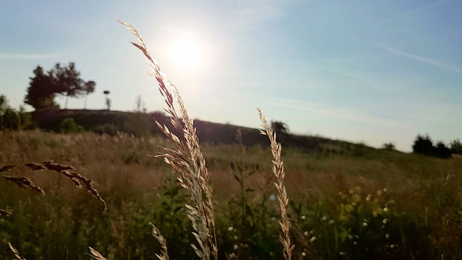 wheat, plants, fields, sunshine, sun rays, rural, country, growth HD wallpaper
