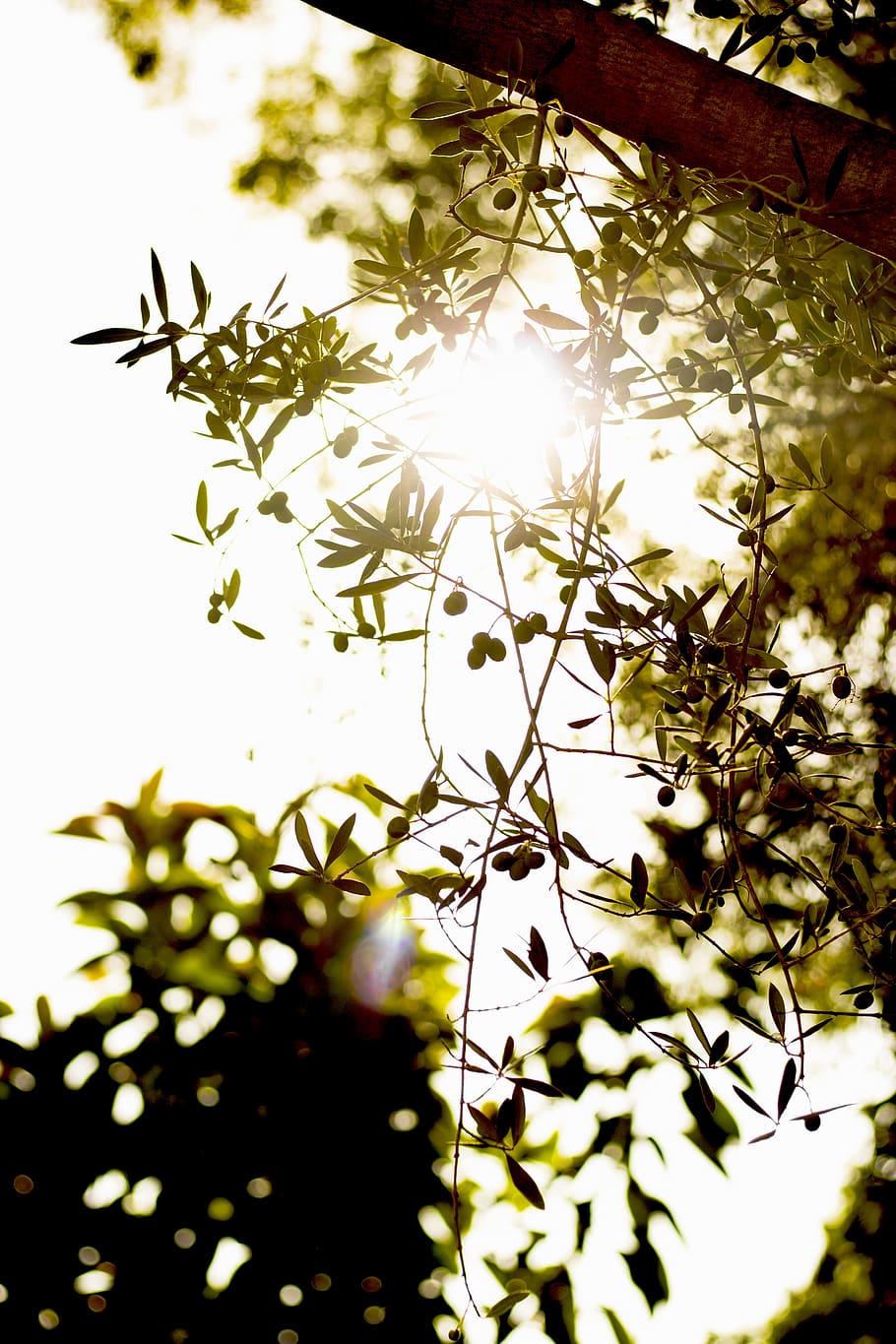 spain, marbella, home, nature, olives, greens, food, garden HD wallpaper
