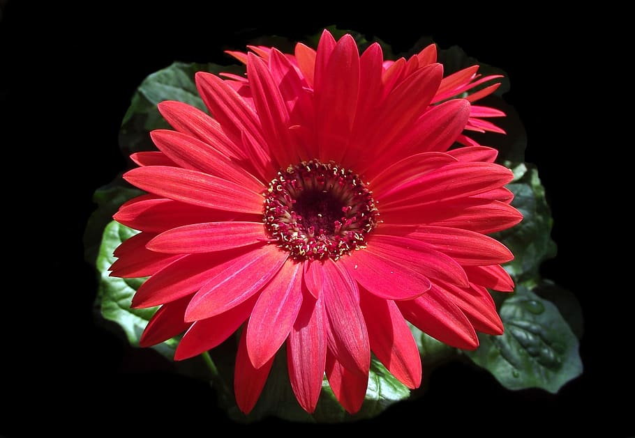 flower, gerbera, red, plant, nature, petal, blooming, summer HD wallpaper