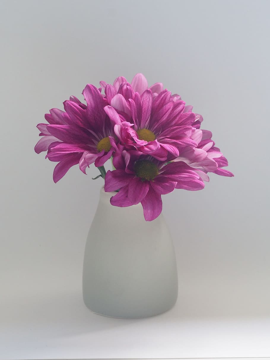 Pink Flowers on White Vase, bloom, blossom, daisies, flora, petals HD wallpaper