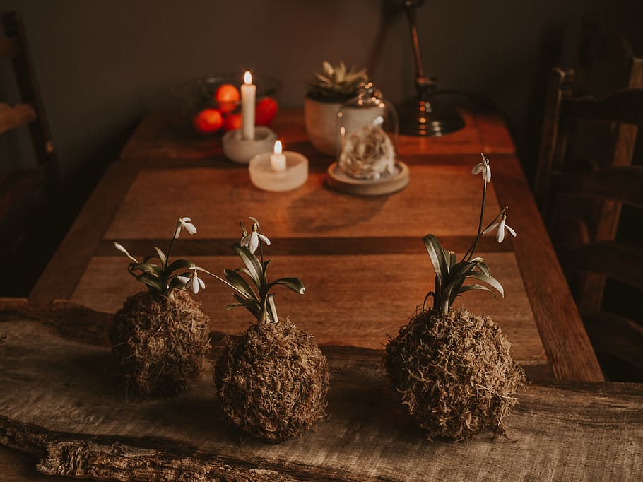 Three Brown Flower Plant on Table, candle, candlelight, close-up HD wallpaper