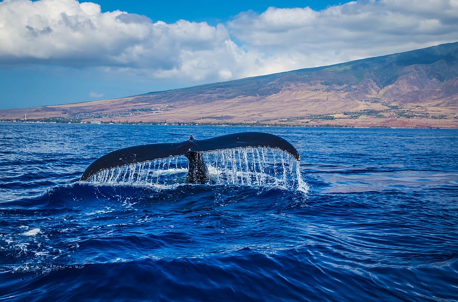 Photography of Whale Tail in Body of Water, animal, beach, clouds HD wallpaper