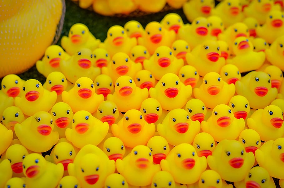 A lot of yellow duck toy, rubber, isolated, cute, plastic, bird