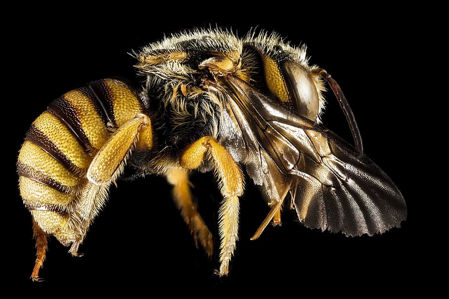 close, closeup, bee, animal, wild, nature, insect, fly, animal themes HD wallpaper