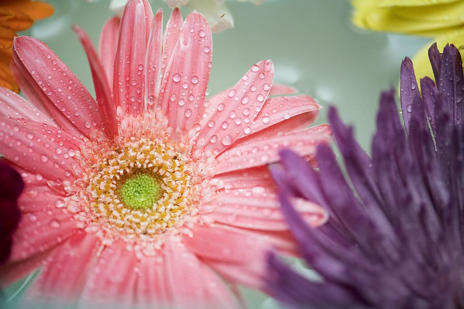 african daisy, attractive, background, beautiful, beauty, bloom HD wallpaper