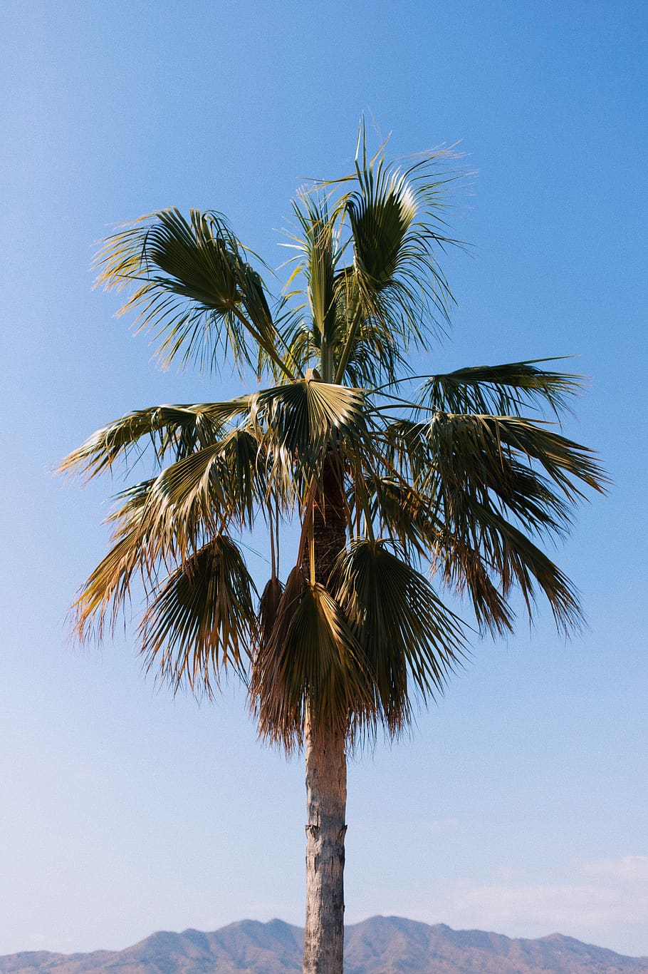 tree, plant, palm tree, arecaceae, tropical, summer, vacation HD wallpaper