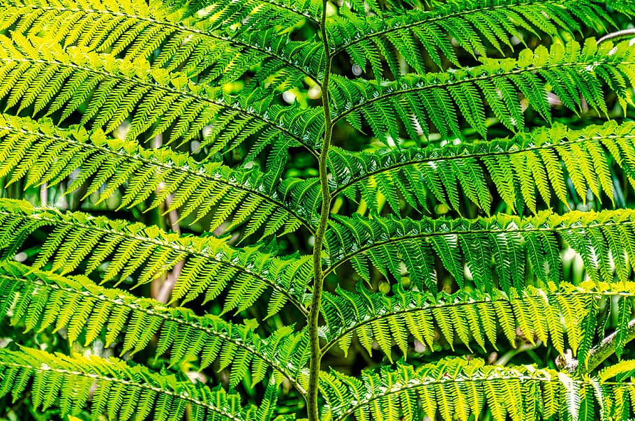 fern, green, pattern, plant, leaf, nature, texture, forest HD wallpaper