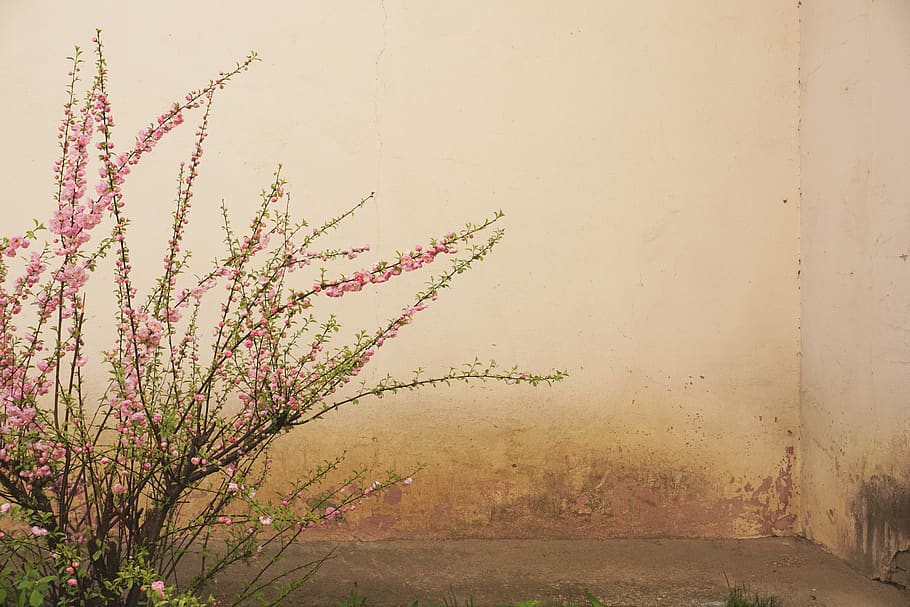 growth, plant, nature, no people, beauty in nature, flowering plant HD wallpaper