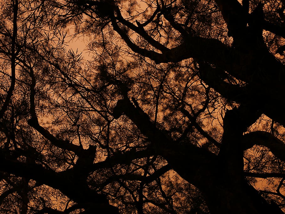india, bengaluru, indiranagar, tree, sunset, light, dispersion, HD wallpaper