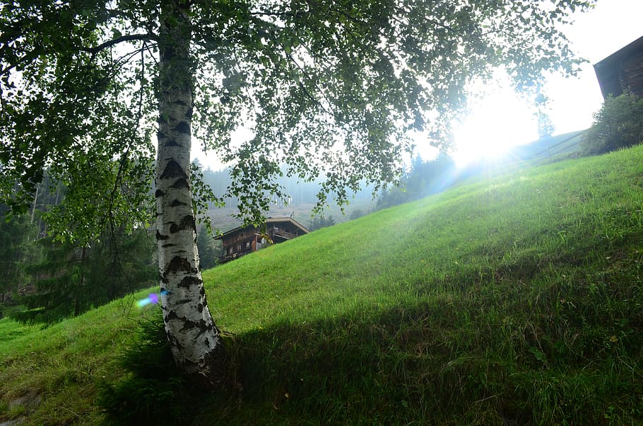 austria, fügen, plant, tree, grass, green color, nature, beauty in nature HD wallpaper