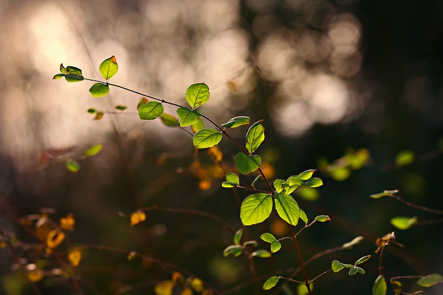 twig, leaf, foliage, bush, spring, back light, sunshine, nature HD wallpaper