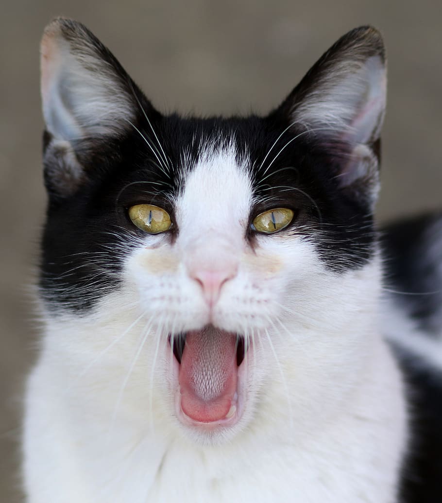 cat, white, black, teeth, language, fur, feline, cute, tamed HD wallpaper