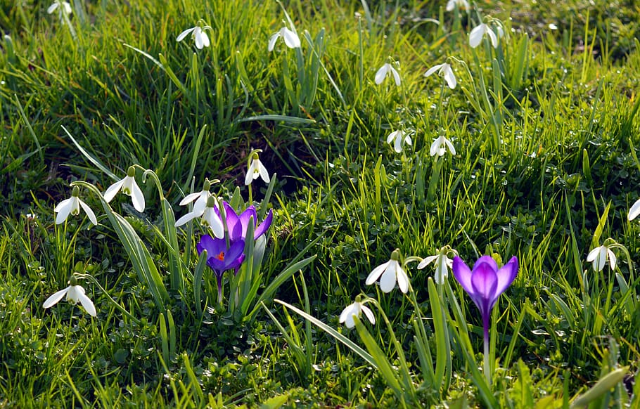 Bed of Purple and White Petaled Flowers, beautiful, bloom, blooming HD wallpaper