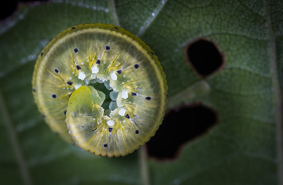 Green Caterpillar on Green Leaf Plant, blur, close-up, environment HD wallpaper