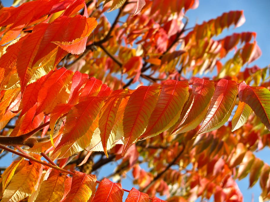 Orange and Yellow Leaves on a Tree, branches, nature, trees, autumn HD wallpaper