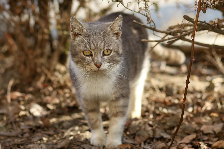 cat, white, gray, fur, feline, cute, tamed, mammal, domestic HD wallpaper