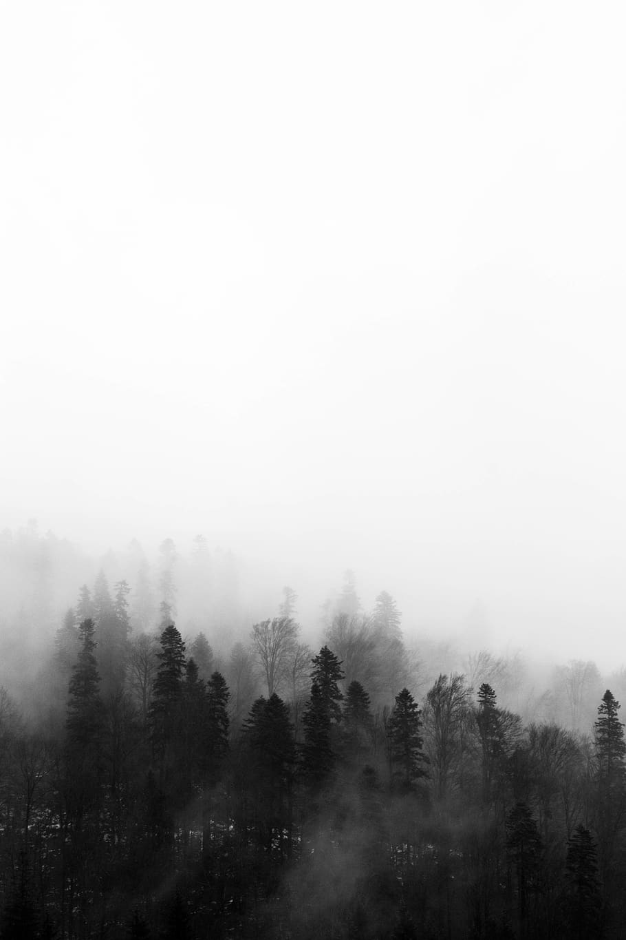 romania, bușteni, fog, foggy, mountain, trees, minimal, winter, HD wallpaper