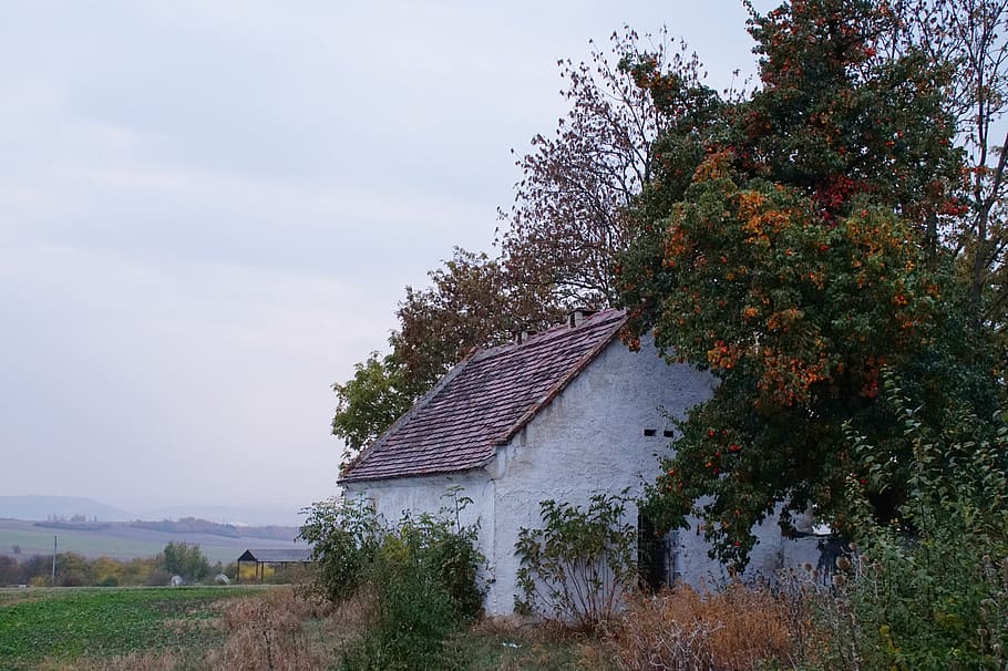 house, stone, old, field, pear, tree, gloomy, clouds, landscape HD wallpaper