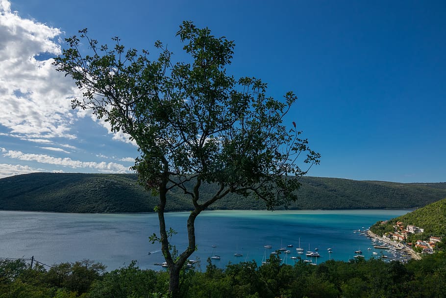 tree, sea, sky, landscape, water, spacious, plant, scenics - nature HD wallpaper