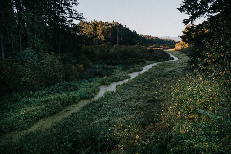 canada, crofton, streams, rivers, forest, british columbia HD wallpaper