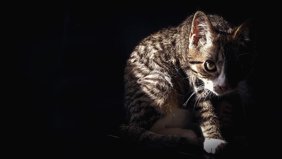 cat, pets, kitten, mammal, animal, feline, animal themes, domestic cat HD wallpaper