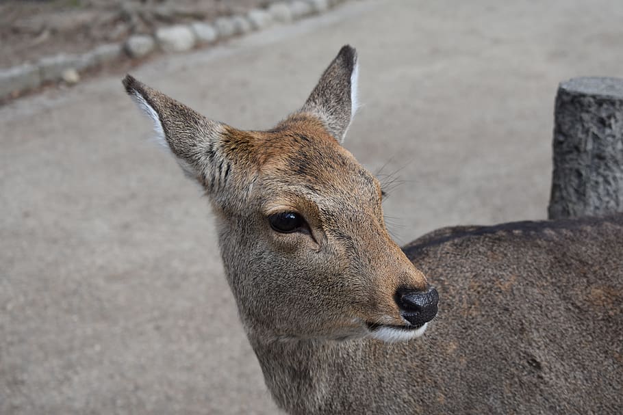 japan, nara, mammal, animal themes, one animal, animal wildlife HD wallpaper