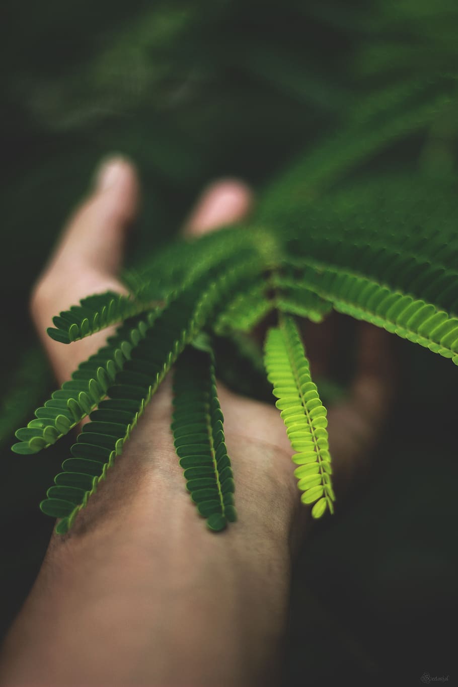 leaf, tree, hand, plant part, green color, growth, close-up HD wallpaper