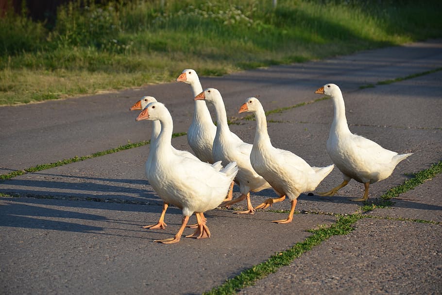 geese, bird, nature, white geese, birds, plumage, stroll, road