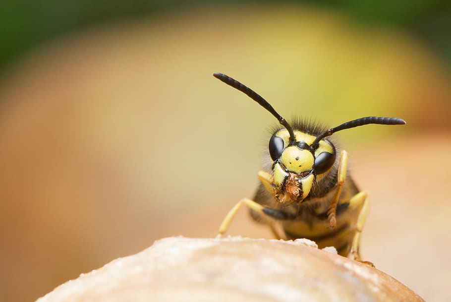 Yellow Black Bee on Brown Branch, close-up, insect, macro, wasp HD wallpaper