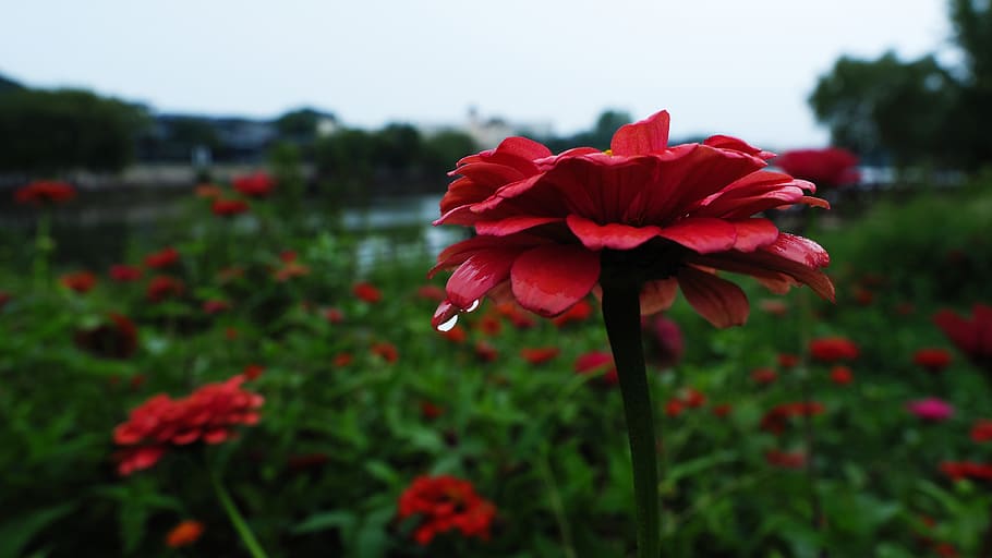 flower, flowering plant, fragility, vulnerability, freshness HD wallpaper