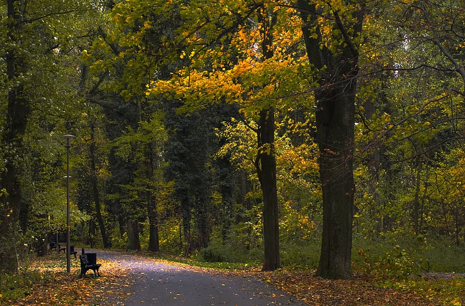 park, bench, autumn, nature, quiet, tree, romantic, relaxation, HD wallpaper