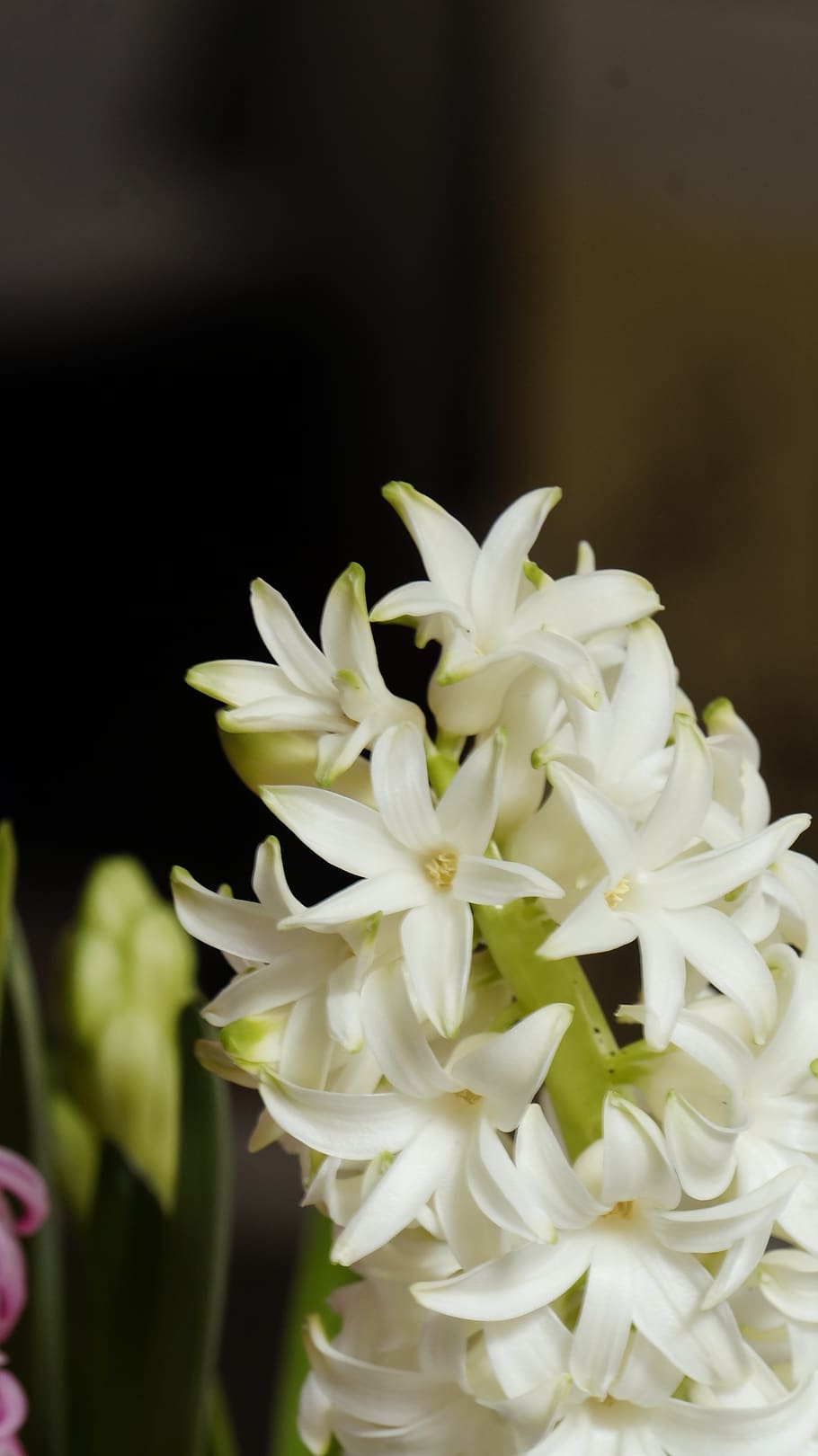 flower, white, nature, spring, bloom, flowering plant, beauty in nature HD wallpaper
