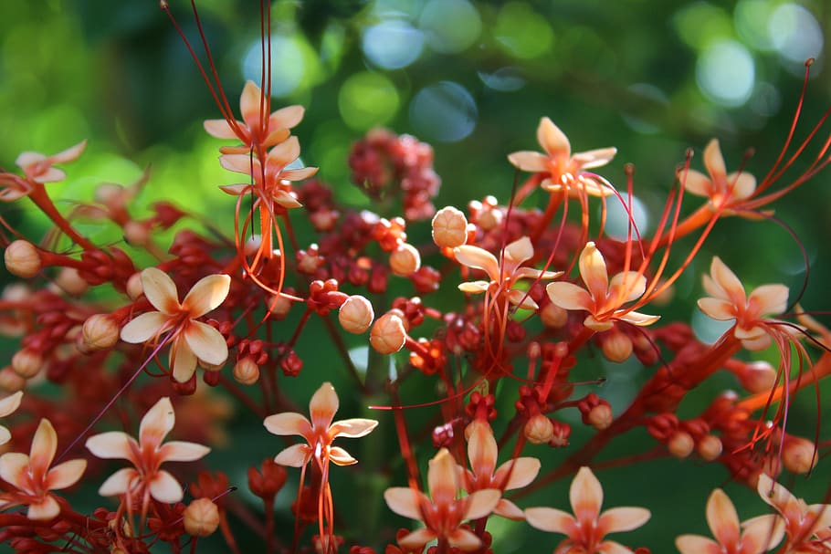 texture, green, pattern, nature, summer, flower, plant, floral HD wallpaper