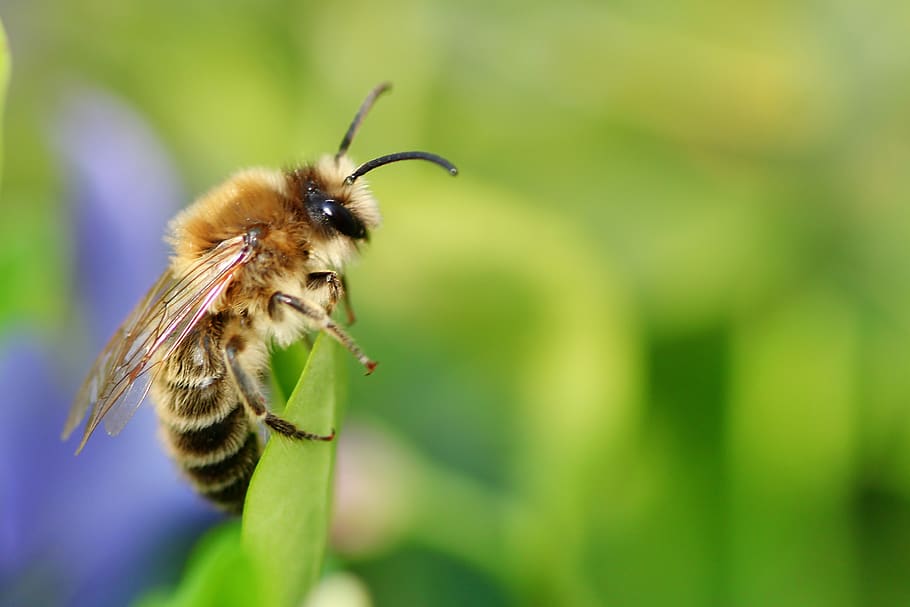 bee, always, close up, nature, macro, insect, pollen, honey HD wallpaper